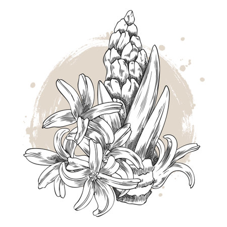 Miniature sketch of hyacinth flowers with buds, leaves, and bulb, hand-engraved style.のイラスト素材