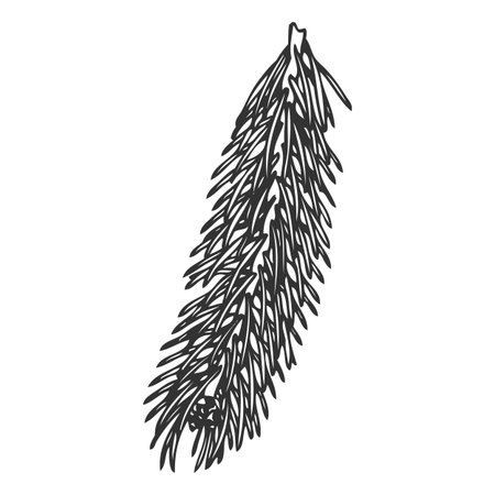Siberian fir tree branch engraved hand drawn vector illustration, conifer evergreen Christmas decoration, forest scentのイラスト素材