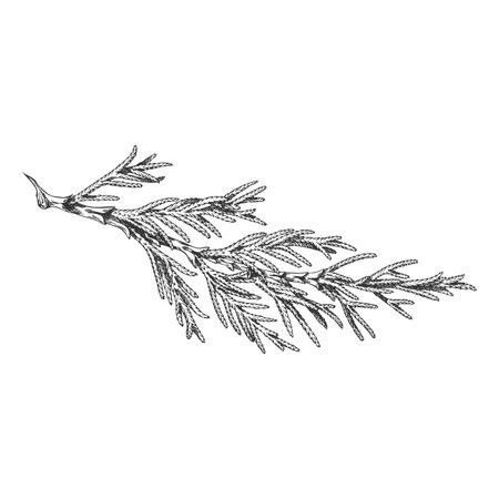 Cypress tree branch engraved hand drawn vector illustration, conifer evergreen plant, Christmas decoration, forest scentのイラスト素材
