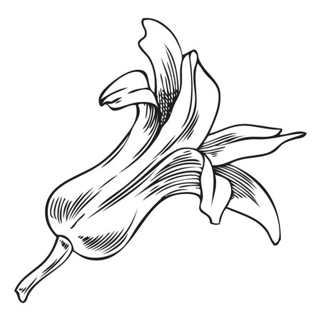 Hyacinth flower bell-shaped bud engraved sketch, hand drawn spring blossom plant, blooming herb botanical ink vectorのイラスト素材