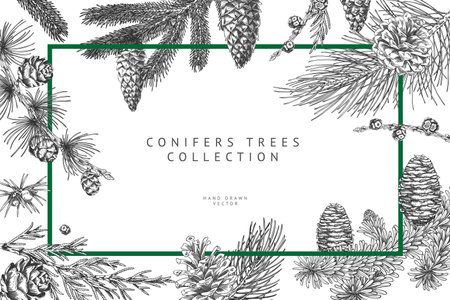 Green rectangular frame of various conifer branches and cones, monochrome, hand-drawn.のイラスト素材