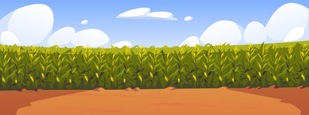 Corn field vector illustration, cartoon corn grows in field. Rural summer field landscape, vegetable garden cultivationのイラスト素材