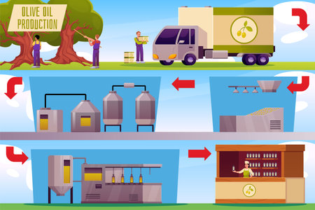 Olive oil production or manufacture process stages from cultivation to finished product, harvesting, factory extractionのイラスト素材