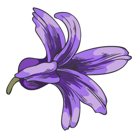 Hyacinth flower sketch, vector hand drawn spring purple bell-shaped bud blossom plant, blooming herb, botanical designのイラスト素材