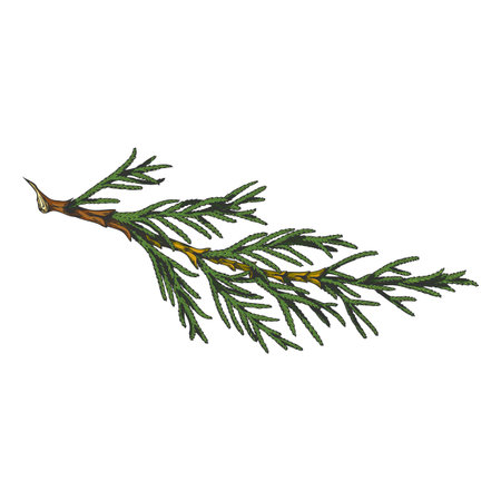 Cypress tree branch hand drawn vector illustration, conifer evergreen plant, Christmas decoration, woody forest scentのイラスト素材