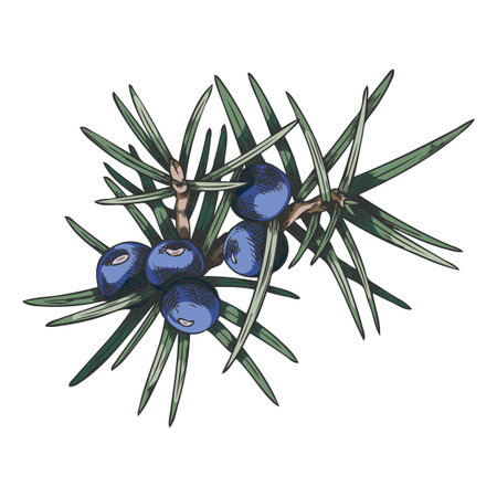 Juniper branch with blue berries vector hand drawn illustration, coniferous botanical sketch forest evergreen bush plantのイラスト素材
