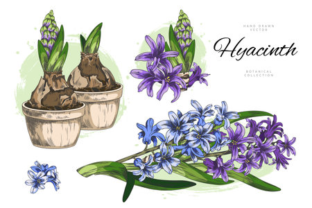 Hyacinth flower with leaves grows from bulb in pot vector sketch collection, hand drawn blue purple spring blossom plantのイラスト素材