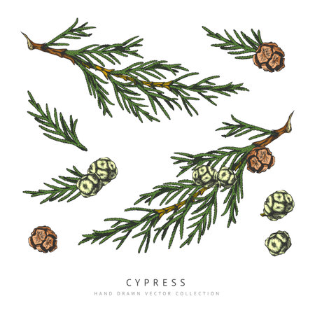 Cypress cones and branches hand drawn vector collection, conifer tree elements botanical sketch, Xmas decorationのイラスト素材