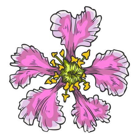 Acerola berry pink flower vector sketch, Barbados cherry blossom plant, hand drawn exotic fruit blooming nature designのイラスト素材