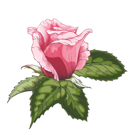 Sketch of a blooming pink rose, vintage rose flower bud with leaves, vector hand drawn blossom nature design elementのイラスト素材