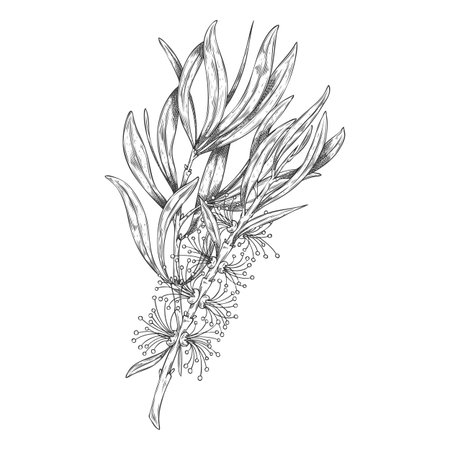 Tea tree branch with leaves and flowers sketch, engraved hand drawn vector essential herb, medicinal aroma plantのイラスト素材