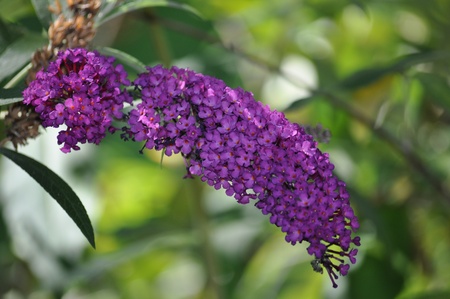 Butterfly bushの写真素材