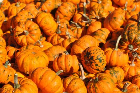 pumpkinsの写真素材
