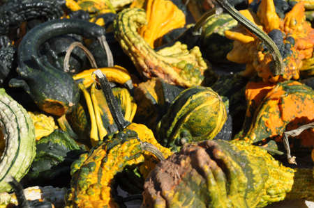 a variety of pumpkinsの写真素材
