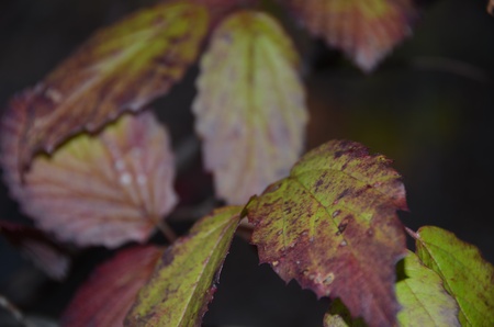 leaves in color transition in black backgroundの写真素材