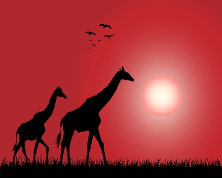 Giraffeのイラスト素材