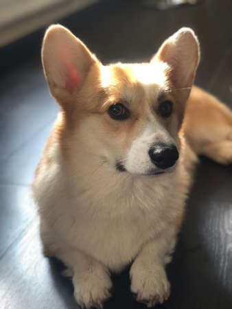 A small Welsh Corgi Pembrokeの素材
