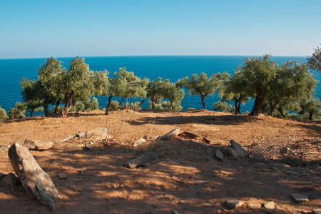 Olive trees against Aegean sea background in Thassos, Greeceの写真素材