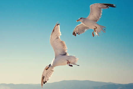 Seagulls in flight near Thassos feeding on thrown cookies の写真素材