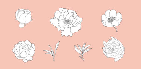 Hand drawn peony flower set in Doodle style. Black and white flower collection. Vector illustration isolated for patterns, social media, stamp, wedding and more.のイラスト素材