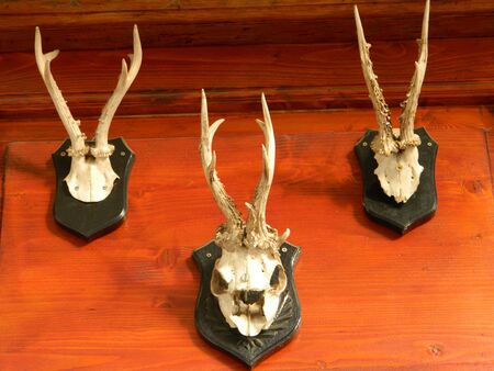 Goat skulls on wall for display.の写真素材