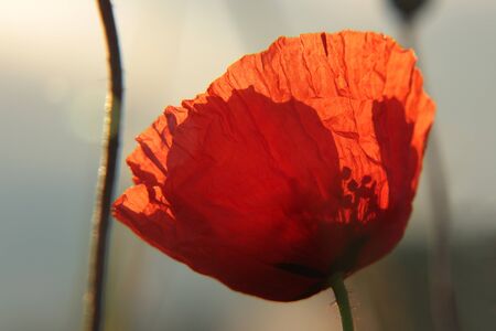 Poppy flowerの写真素材