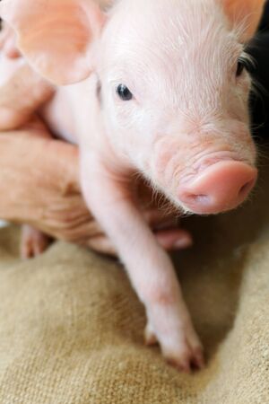 Little, cute piglet, pigの写真素材