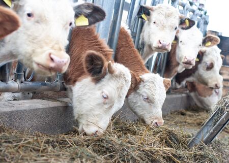 Organic cows eating