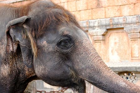 Indian elephant in the zoo Hannoverの写真素材