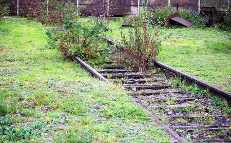 recaptured by nature, red dogwood, common and true worm fern on an old railroad track. Dryopteris filix-mas and cornus sanguinea.の写真素材