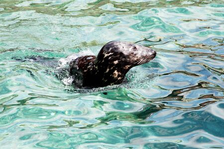 in the water floating gray seal, latin Halichoerus grypus