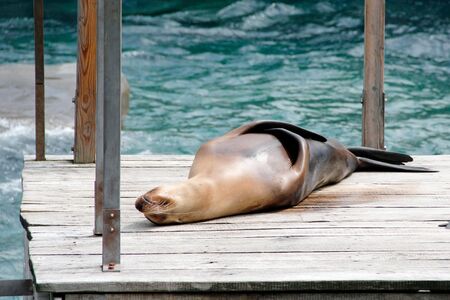 on a jetty lying sea lion in Latin Zalophus californianusの写真素材