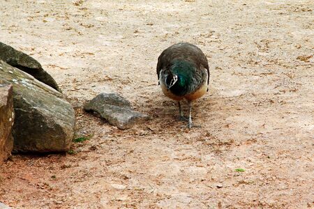 a female peacock strutting through the sand Pavo cristatus