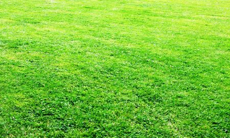 Meadow area after a lawn cut