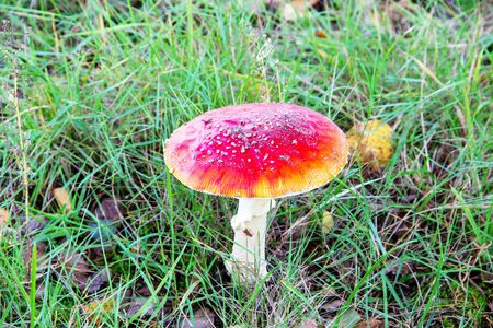 beautiful fly agaric on a meadow, Amanita muscaria