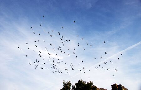 Pigeon swarm on a summer dayの写真素材
