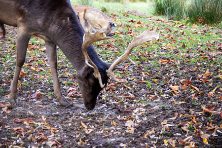 Look of a fallow deer while eating in a meadow, Dama Damaの写真素材