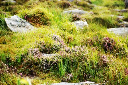 The broom heath, Calluna vulgaris, also called heather, is the formative plant of heathlandの写真素材