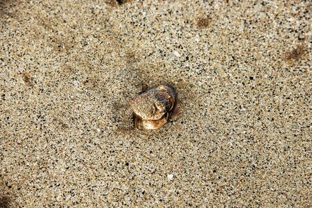 View of a seashell in the beach, partially covered with sand