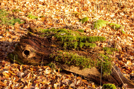 A view from a rotted branch with moss cover and autumn leavesの写真素材
