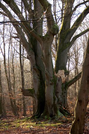 large multi-stemmed beech with mighty branches in the jungle of Sababurgの写真素材