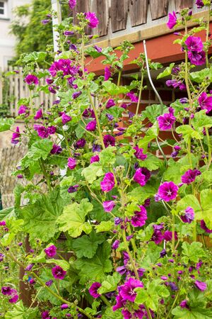 Flowering cranesbill, Geranium magnificum, on a sunny June dayの写真素材