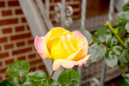 Close-up of a pink yellow rose petal on a summer dayの写真素材