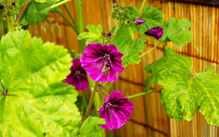 Flowering cranesbill with a bee in bloom on a sunny June day