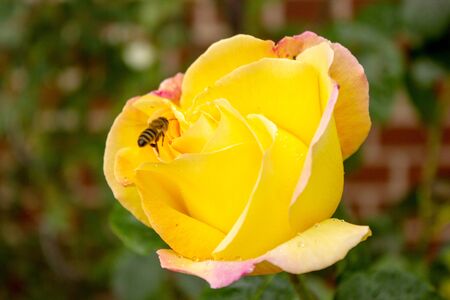 Close-up of a yellow rose and a bee in bloomの写真素材