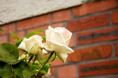 Close-up of a white rose petal on a summer dayの写真素材