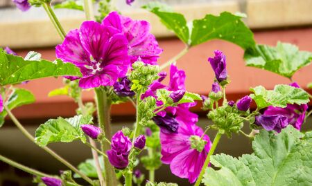 Flowering cranesbill, Geranium magnificum, on a sunny June dayの写真素材