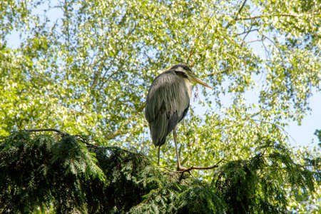 view of a night heron sitting on a tree, Nycticorax nycticoraxの写真素材