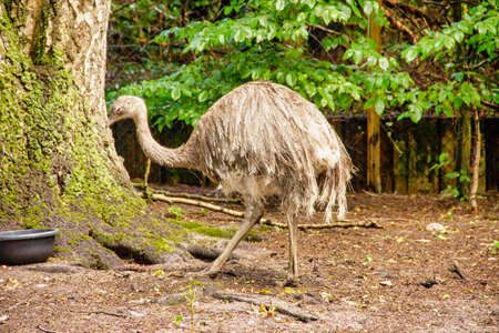 View of a Darwin Rhea, Pterocnemia pennata, Rhea darwinii Gould, a ratite from the Rhea genusの写真素材