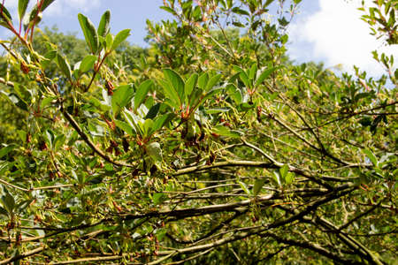 View of a redvein enkianthus shrubs. It is us as an ornamental plan